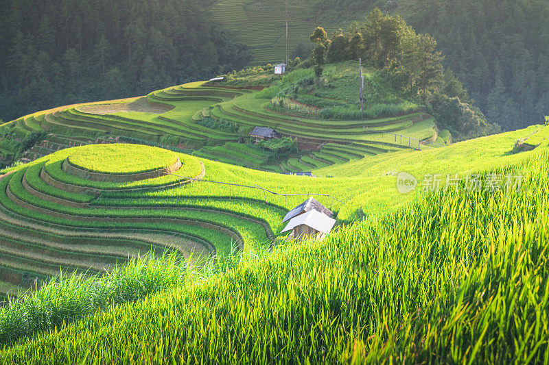 美丽的风景，绿色的稻田准备在越南西北部的梯田日落山在木仓寨，Yen Bai，越南